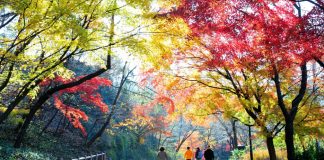 Đường đến công viên Namsan mùa thu