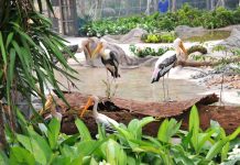 Du lịch Phú Quốc - Khám phá công viên chăm sóc và bảo tồn động vật Vinperl