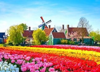 Du lịch Úc: Choáng ngợp mùa Xuân Úc ngập tràn sắc hoa Tulip