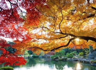 Chiêm ngưỡng vẻ đẹp của vườn quốc gia Shinjuku Gyoen nổi tiếng Nhật Bản Chiêm ngưỡng vẻ đẹp của vườn quốc gia Shinjuku Gyoen nổi tiếng Nhật Bản